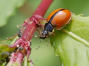 アブラムシを捕らえたヒメカメノコテントウ