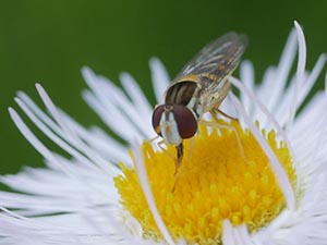 ベニカミキリ