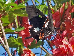 モンキアゲハ♀