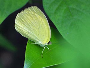 キタキチョウ夏型