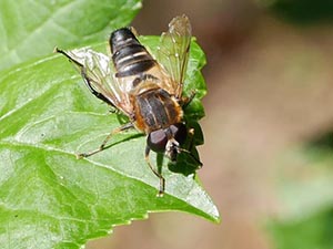 キンケハラナガツチバチ♀