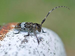 クワサビカミキ