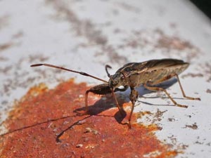 クロスジヒゲナガカメムシ