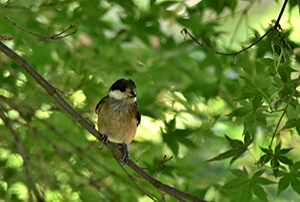 ヤマガラ幼鳥