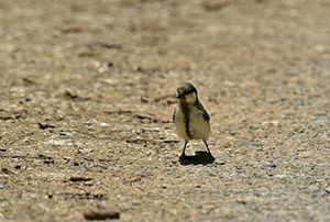 シジュウカラ幼鳥