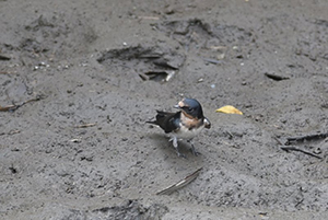 ツバメ幼鳥