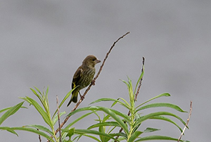 カワラヒワ幼鳥