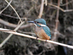 カワセミ幼鳥