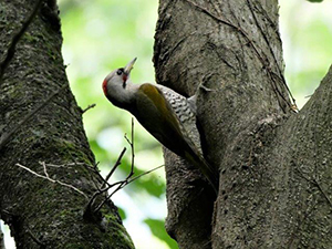 アオゲラ♀