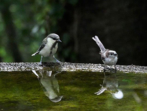 シジュウカラ（左）と<BR>エナガ（右）の幼鳥（秦野）