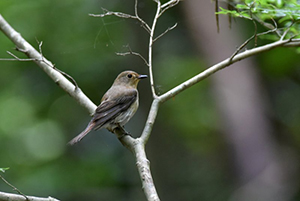 キビタキ♀