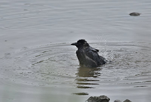 カラスの行水