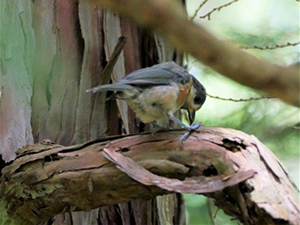 ヤマガラ幼鳥