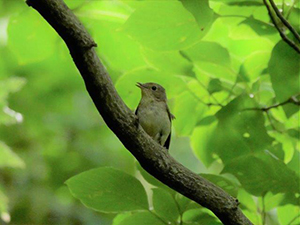 キビタキ♀