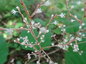 イタドリ雄花