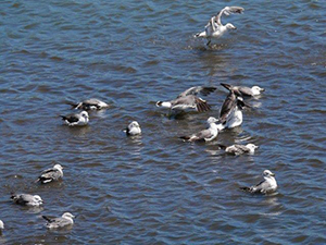 ウミネコの水浴び