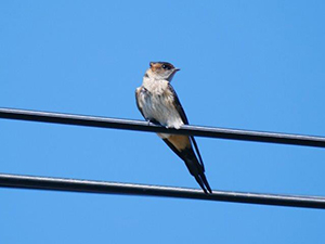 コシアカツバメ幼鳥