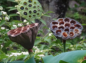 ハスの花痕