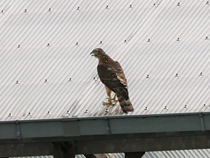 オオタカ幼鳥