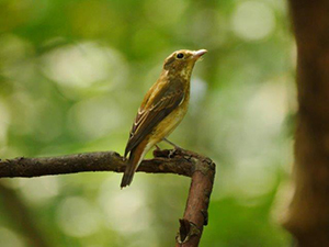キビタキ♀