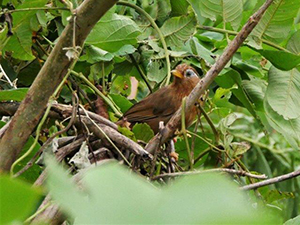 ガビチョウ幼鳥