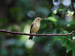 キビタキ♀