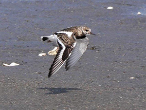 キョウジョシギ幼鳥