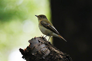 キビタキ♀幼鳥