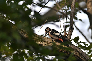 アカゲラ♀