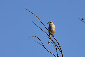 モズ♀