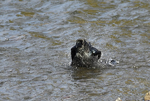 ハシブトガラス水浴び