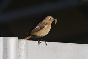 ヨトウムシを捕らえたジョウビタキ♀