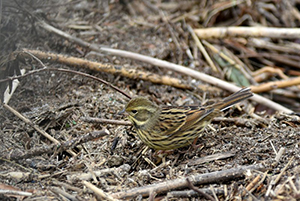 アオジ♀