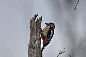 アカゲラ♀