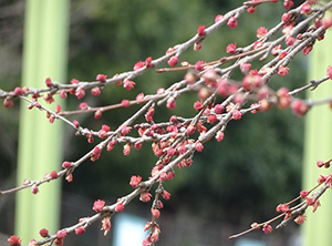 カツラの芽吹き