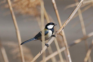 シジュウカラ♂