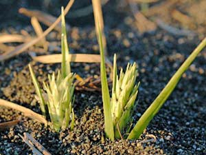 コウボウムギの芽生え