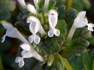 シロバナホトケノザの花のアップ