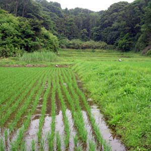 谷戸の景観