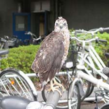 ツミの幼鳥