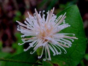 コウヤボウキの花