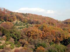 紅葉した弘法山