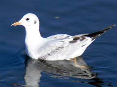 ユリカモメの若鳥