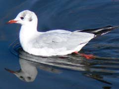 ユリカモメの成鳥