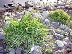 コハクチョウの食痕