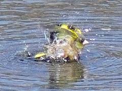カワラヒワの水浴び