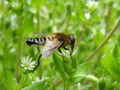 ハコベにアシブトハナアブ