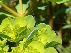 ヤブキリの幼虫