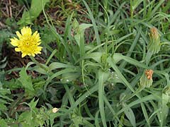 バラモンギクの花