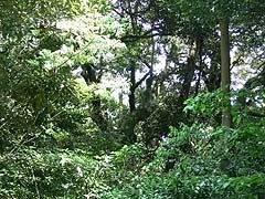 鷹取神社の社叢